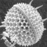 diatom